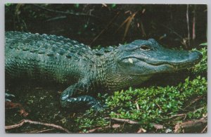 Animal~Everglades National Park FL~Alligator~Close Up Gator~Vintage Postcard
