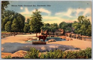 Cincinnati Ohio 1940s Postcard African Veldt Cincinnati Zoo