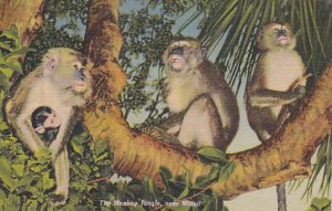 Monkeys At Monkey Jungle Miami Florida Curteich