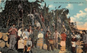 J20/ Martinsburg West Virginia Postcard c1910 Apple Pickers Orchard  95