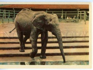 152760 Leningrad ZOO African Elephant Old Russian PC