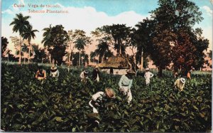 Cuba Vega de Tabaco, Tobacco Plantation Vintage Postcard C103