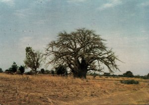 VINTAGE CONTINENTAL SIZE POSTCARD GIANT BAOBAB TREE BURKINA FASO