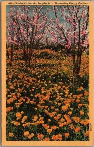 Vintage California Farming / Agriculture Postcard Poppies in a Cherry Orchard
