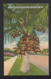A Florida Cocoanut Palm loaded with Fruit pm1939 ~ Linen