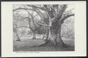 Hampshire Postcard - Bratley Wood, New Forest    RS16530