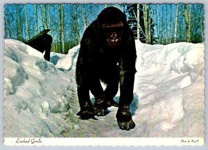 Vicki, Lowland Gorilla, Alberta Game Farm, Edmonton Canada, Chrome Postcard, NOS
