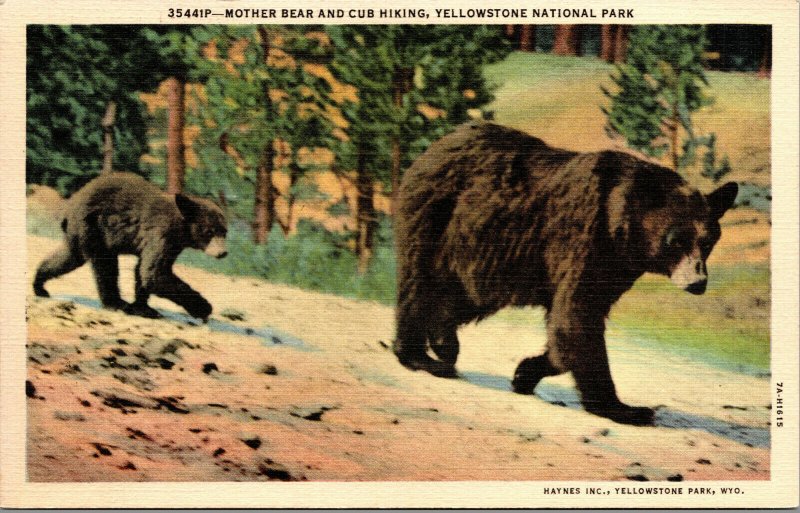 Vtg 1930s Mother Bear & Cub Hiking Yellowstone National Park Wyoming WY Postcard