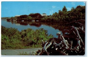 c1960's Nature's Setting for Point Shares Pembroke Bermuda Vintage Postcard