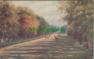 Berkshire Postcard - The Long Walk, Windsor Great Park, Windsor  RS28377