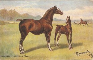 Norah Drummond. . Hackney Mre and Foal. Horses Studies Tuck Oilete PC # 9065