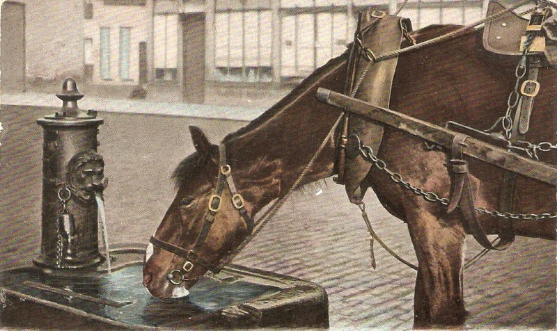 A cooling drink. Horse Tuck Animal Life Series PC # 1419