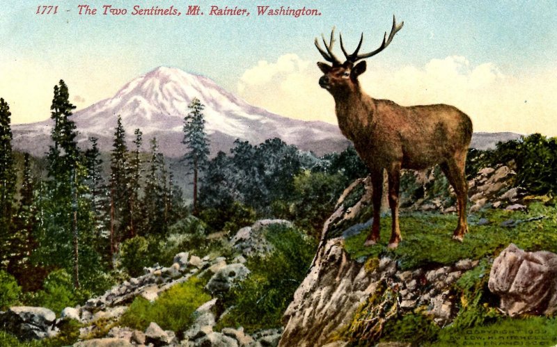 WA - Mt. Rainier and Elk