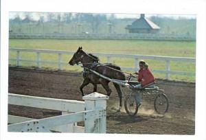 LP112   Lexington, Kentucky, Horse Racing, Sulky Training, 