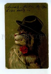 523894 BOULANGER Dressed PUSSY CAT in Hat Vintage postcard Kopal #418