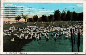 USA Duck Farm Vineland New Jersey Vintage Postcard C034