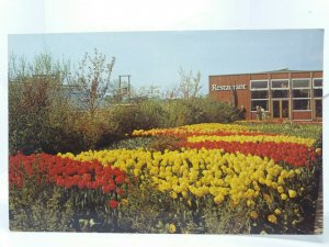 Springfields Restaurant Spalding Lincolnshire New Unused Vintage Postcard