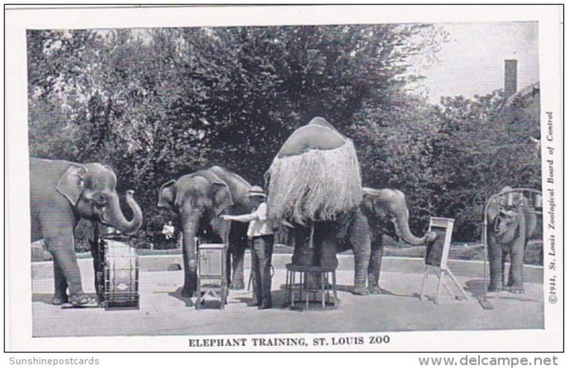 Missouri St Louis Elephant Training St Louis Zoo