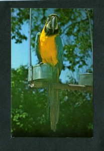 NH Benson Animal Farm Amusement  Park Parrot Bird Hudson New Hampshire Postcard