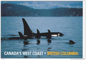 Orca / Killer Whale, West Coast , B.C. , Canada , 60-80s 3/3