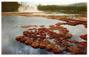 Yellowstone National Park,   Sapphire Pool and Biscuit Basin