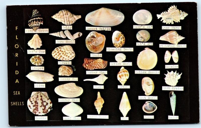 *1965 Florida Beach Sea Shells Identification ID old Vintage Postcard Posted B52