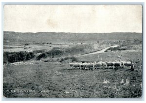 c1910 In The Assiniboine Valley Manitoba Canada Antique Unposted Postcard