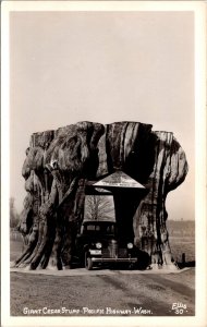 RPPC Giant Cedar Stump, Pacific Highway WA Vintage Postcard X49