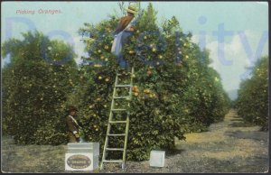 PICKING ORANGES CALIFORNIA