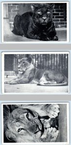 3 Postcards LINCOLN PARK ZOO, Chicago IL~ Lions NERO & QUEENIE Leopard SATEN