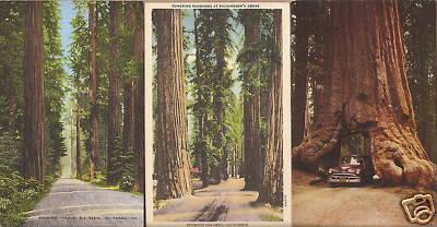 LOT of 3 ROADS THROUGH REDWOODS, CALIFORNIA POSTCARDS