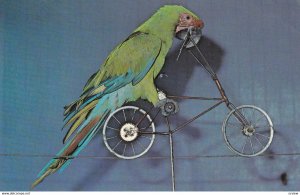 FORT MYERS, Florida, 1950-1960's; Parrot Riding A Bicycle, Ft. Myers Wildlife...