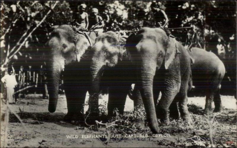 Ceylon Sri Lanka Native Men & Just Captured Elephants Real Photo Postcard