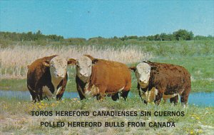 Polled Hereford Bulls From Canada