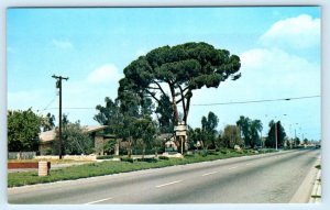 CHINO, California CA ~ Roadside PINE TREE MOTEL San Bernardino County Postcard