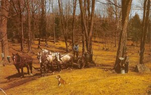 Horse Drawn Sap Gathering Cart in Vermont Gathering Cart in Vermont USA 1953 