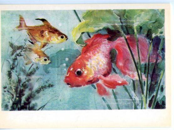 153029 ZOO CIRCUS goldfish Old Russian PC