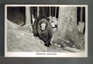 Mint Black Bear Winnipeg Manitoba Canada Vintage Real Photo Postcard