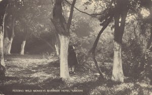 South Africa Feeding Wild Monkeys Riverside Hotel Umgeni RPPC 06.40