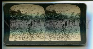 3106455 INDIA Jaipur Feeding the sacred pigeons STEREO PHOTO