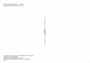 Cedar, Washington, Photograph By Darius Kinsey 