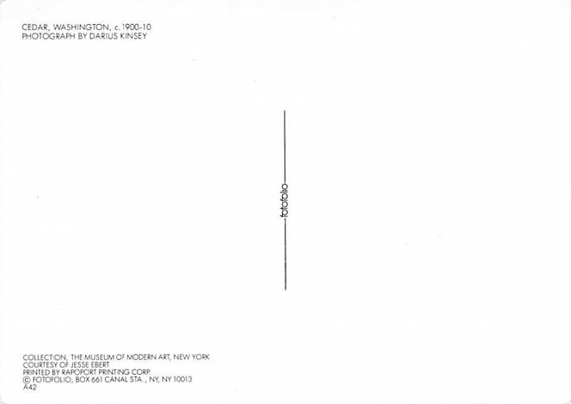 Cedar, Washington, Photograph By Darius Kinsey 