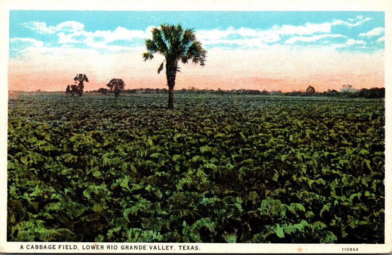 Texas Lower Rio Grande Valley Typical Cabbage Field Curteich