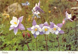 Columbine - 