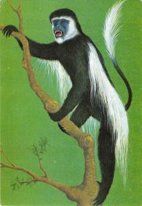 BR71976 guereza ethiopia africa monkey singe  animal animaux