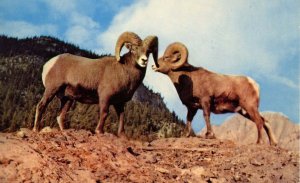 Rocky Mountain Sheep