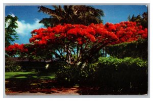 The Flame Tree Royal Poinciana  Hawaii c1961 Postcard 