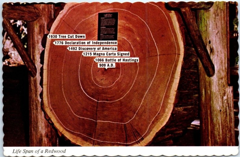 Postcard - Life Span of a Redwood - Cross Section of Giant Redwood, California