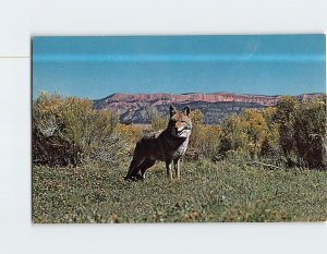 Postcard Beautiful Coyote Seldom Seen Native of the West