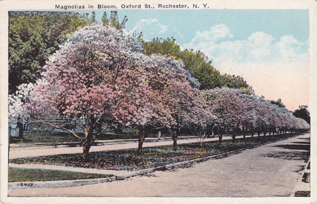 Magnolias in Bloom on Oxford Street - Rochester NY, New York - WB